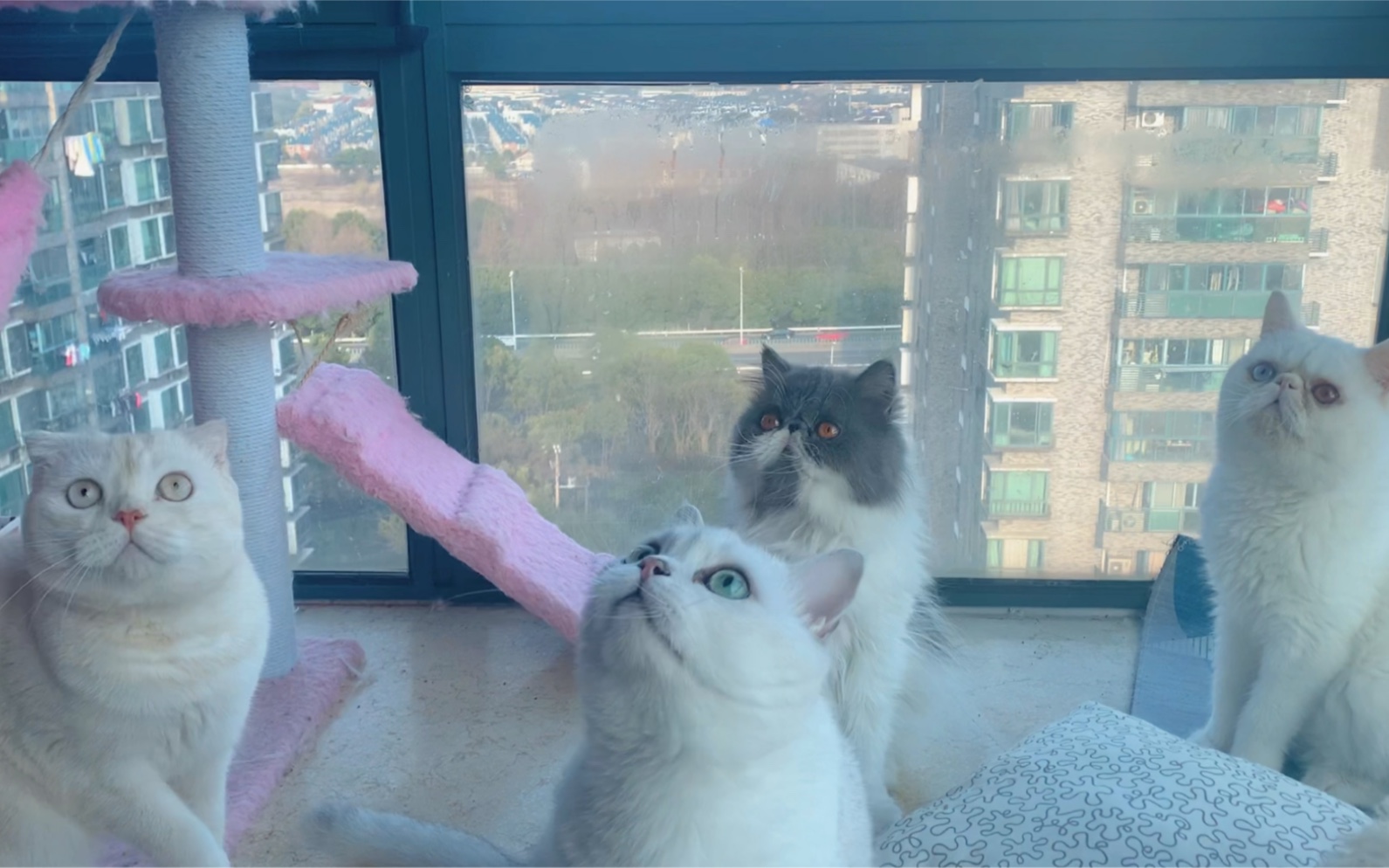 四只猫四色眼睛?