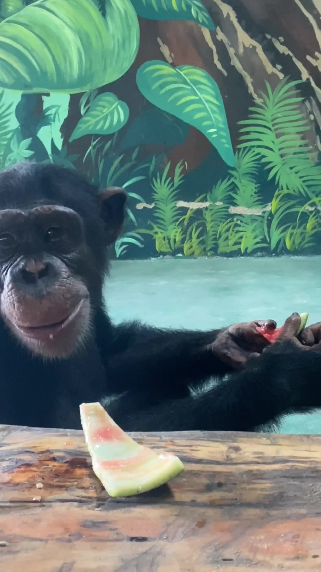 【黑猩猩】迪森的哥哥"巧克力"吃西瓜,兄弟俩的吃播反差有点大_哔哩