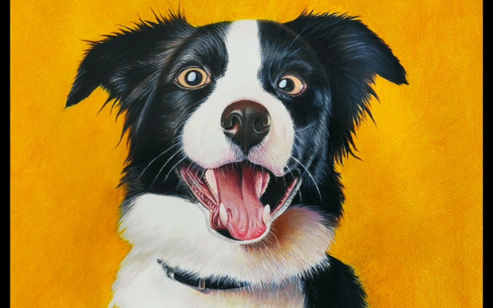 彩铅画——边牧