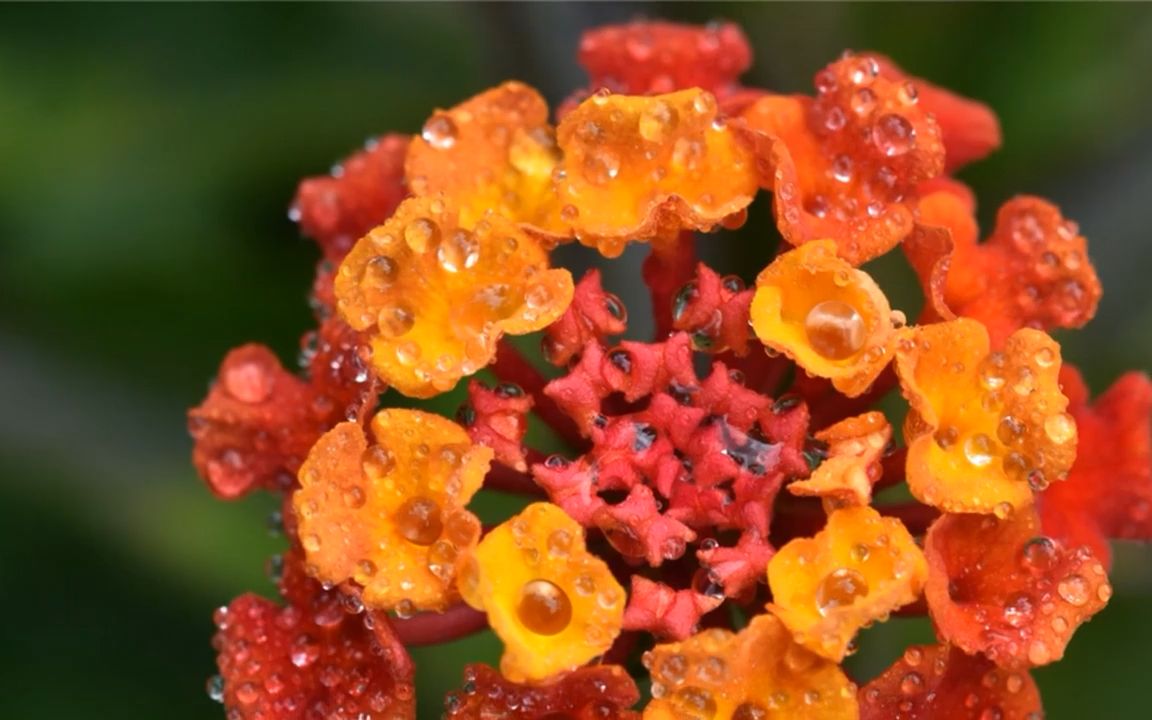 告五人 丑人多作怪 伴奏 无损 纯伴奏 原版伴奏 高音质