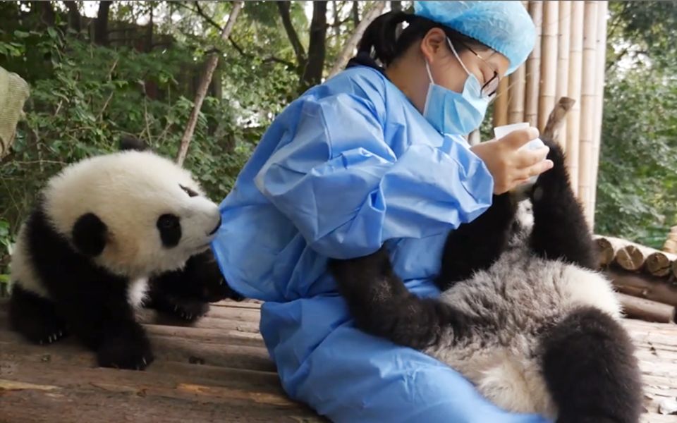 梅奶妈喂熊团子瓶瓶奶,另一只熊团子醋意大发,画面惹人羡慕