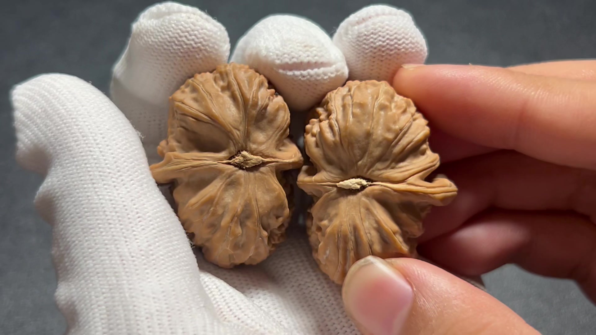 文玩核桃,几对白狮子的异形:半壁江山