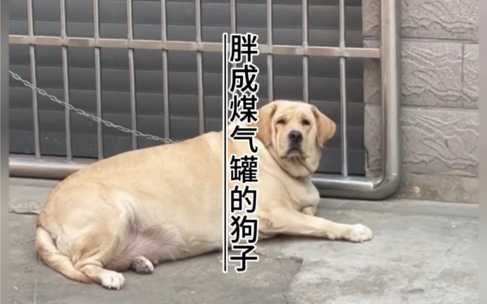 胖成煤气罐的狗子,你们都见过吗?