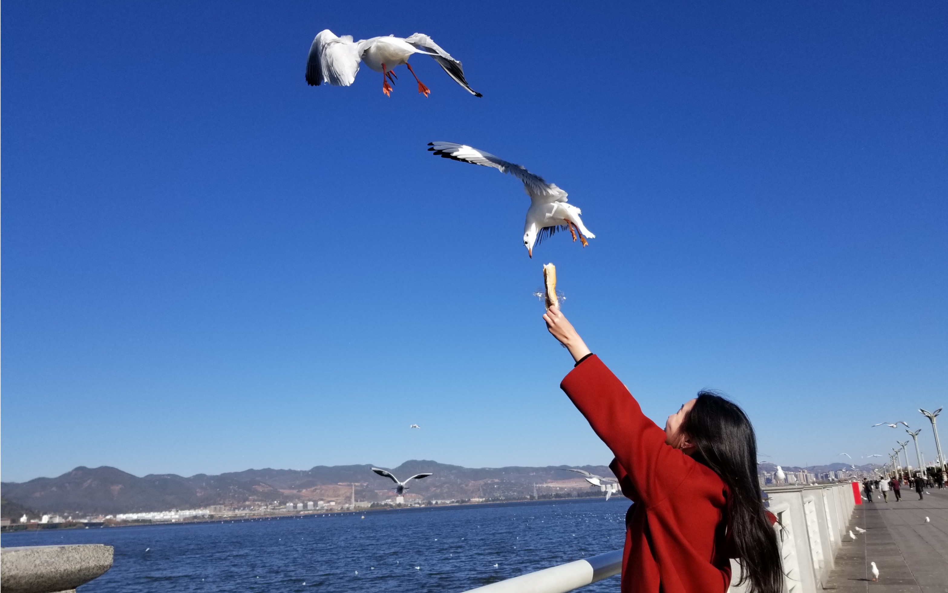 昆明喂海鸥 网红景点图片