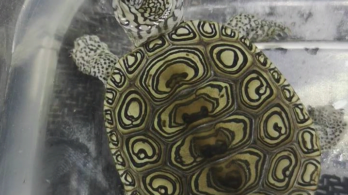 车车宠物馆-大花钻纹龟