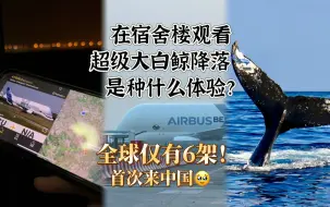 Download Video: 在机场✈️等不到一艘船🚢，但可以等到一头微笑😊的大白鲸🐳！