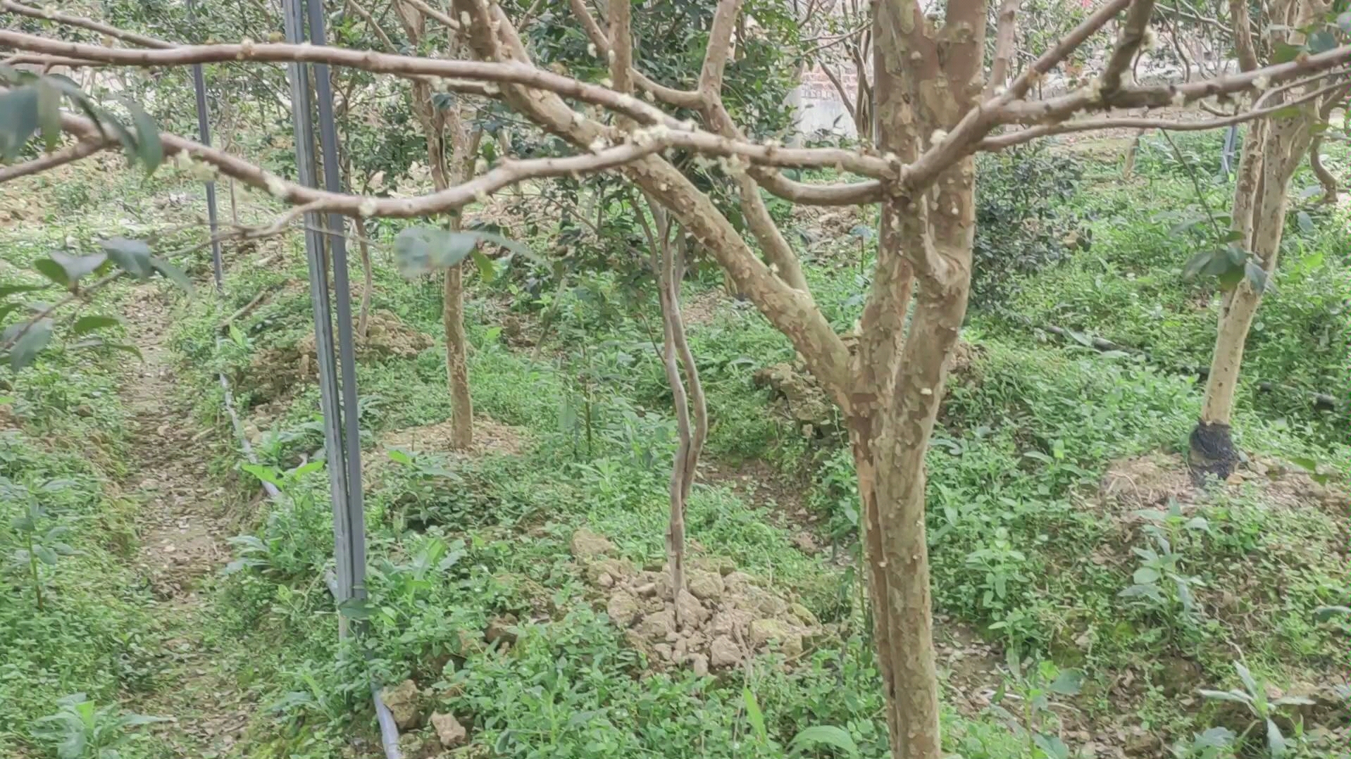 葡萄树苗批发价格多少