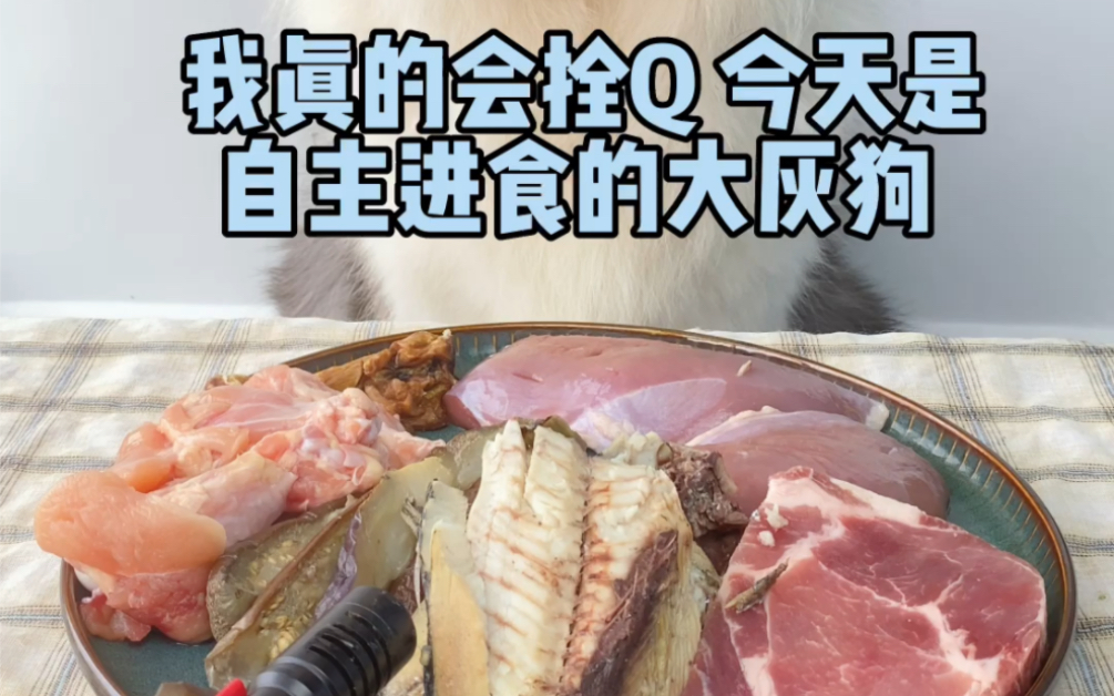 [图]今天是自主进食的大灰狗…