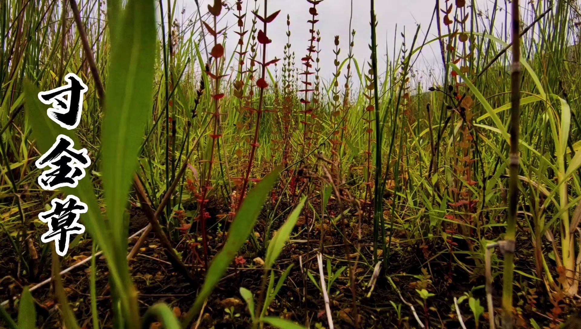 田基黄,又名寸金草,地耳草等,夏季茶饮佳品!
