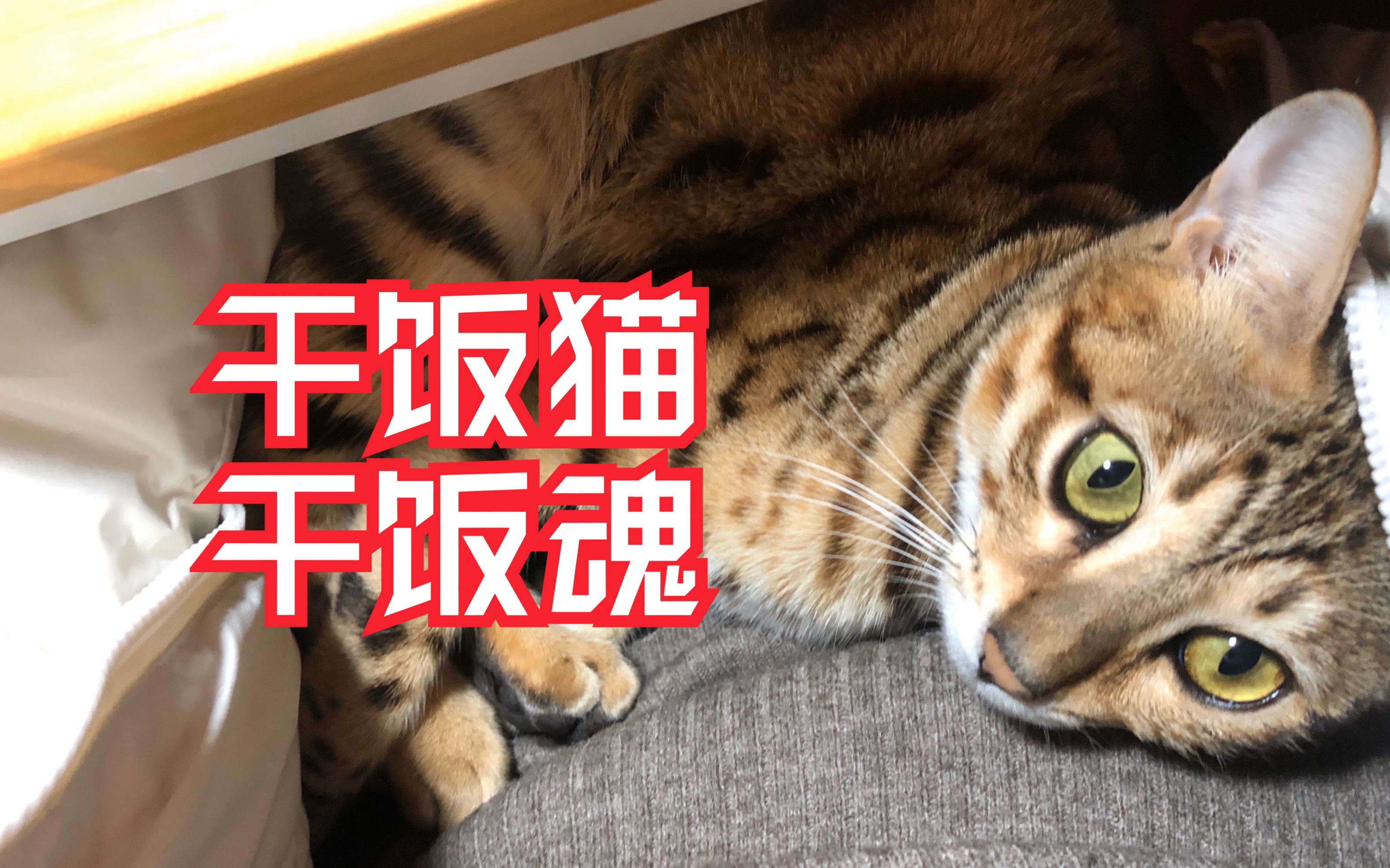高清看小猫咪干饭啦