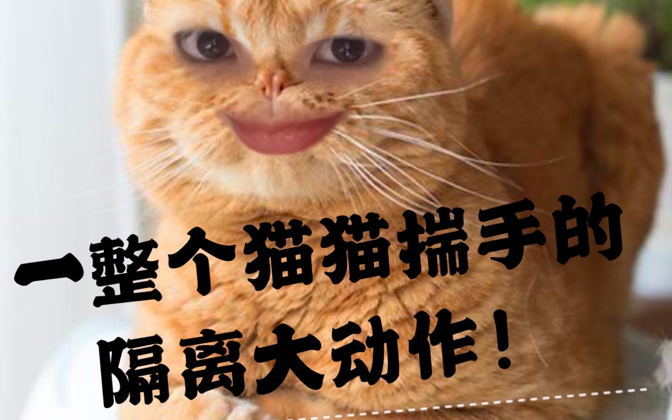 女大学生期末周破防隔离/一整个猫猫揣手隔离的大动作(一)