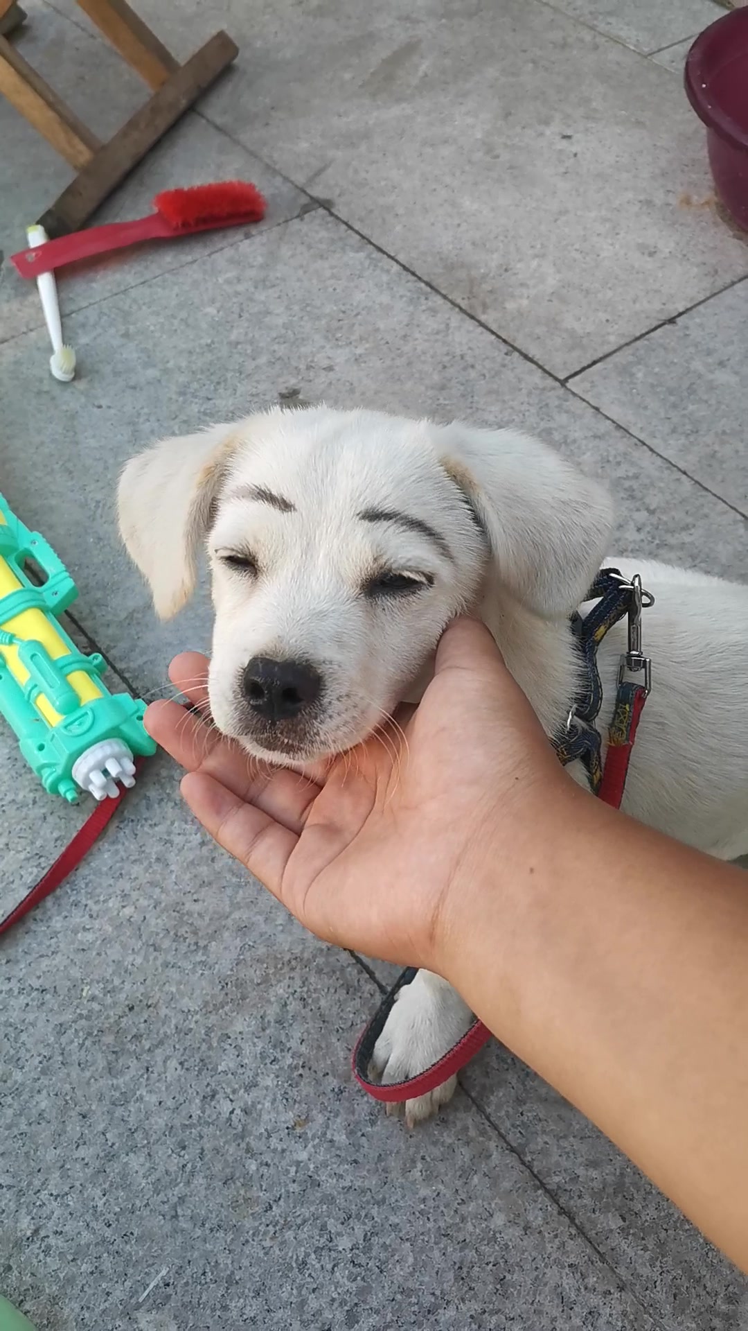 当小狗长了眉毛会怎样