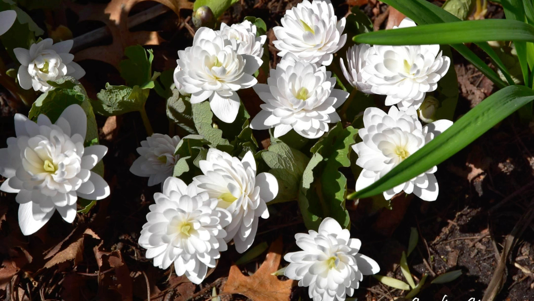 ★重瓣血根草★学名:Sanguinaria canadensis 'Flore Pleno'*:...*゜⨣‚œ゜* 罂粟科宿根草(耐寒性多年生草本植物)哔哩哔哩bilibili