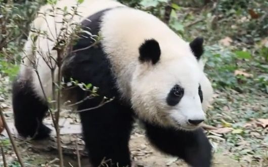 肚子肥了一圈又一圈,熊貓豬八花又留級了,瘦黃瓜和葉與矮冬瓜花花幼兒