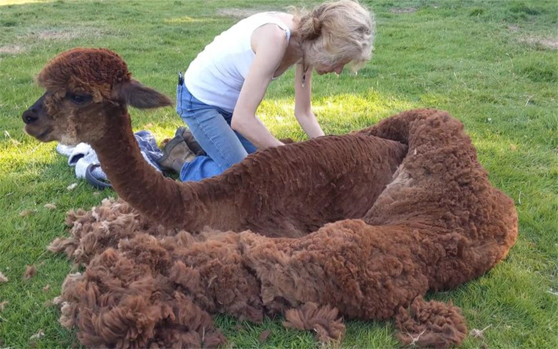 羊驼第一次见大肥猪,非要骑在它身上,羊驼:这坐骑舒服!