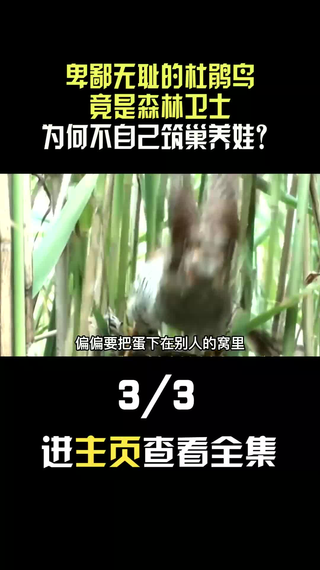 卑鄙无耻的杜鹃鸟,竟是森林卫士,为何不自己筑巢养娃?哔哩哔哩bilibili