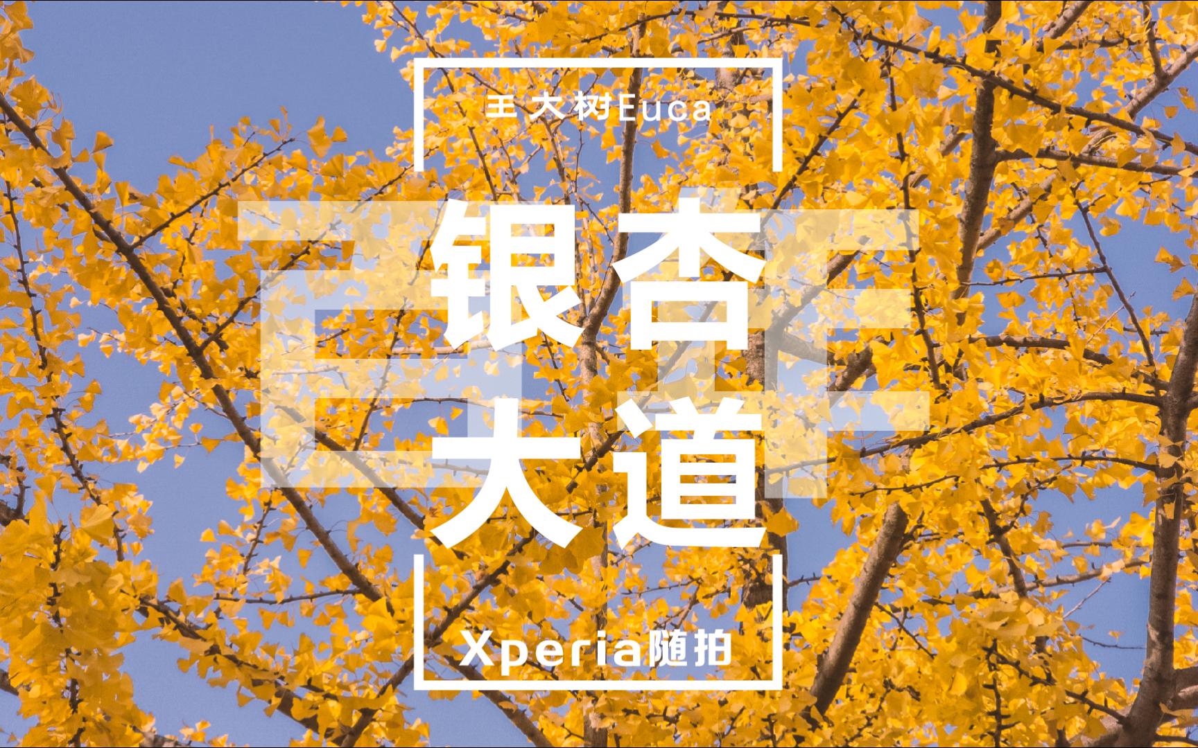 【xperia随拍】【4k 21:9 30fps】百年银杏大道 丹东的金秋