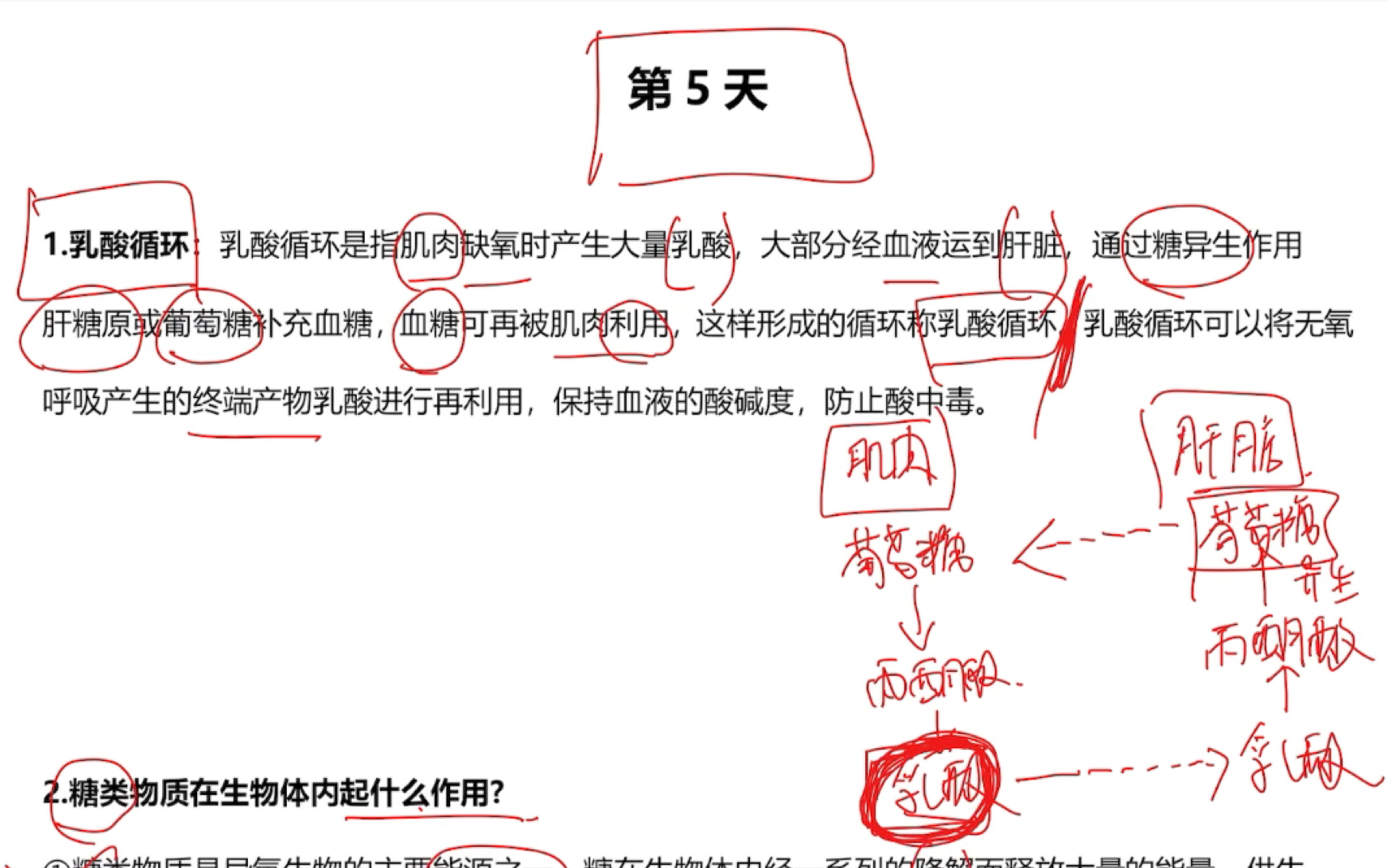 【生物考研必看】生物化学带背计划|乳酸循环|糖类的功能|每天更新两三个零碎知识点,串联生物化学+普通生物学~哔哩哔哩bilibili