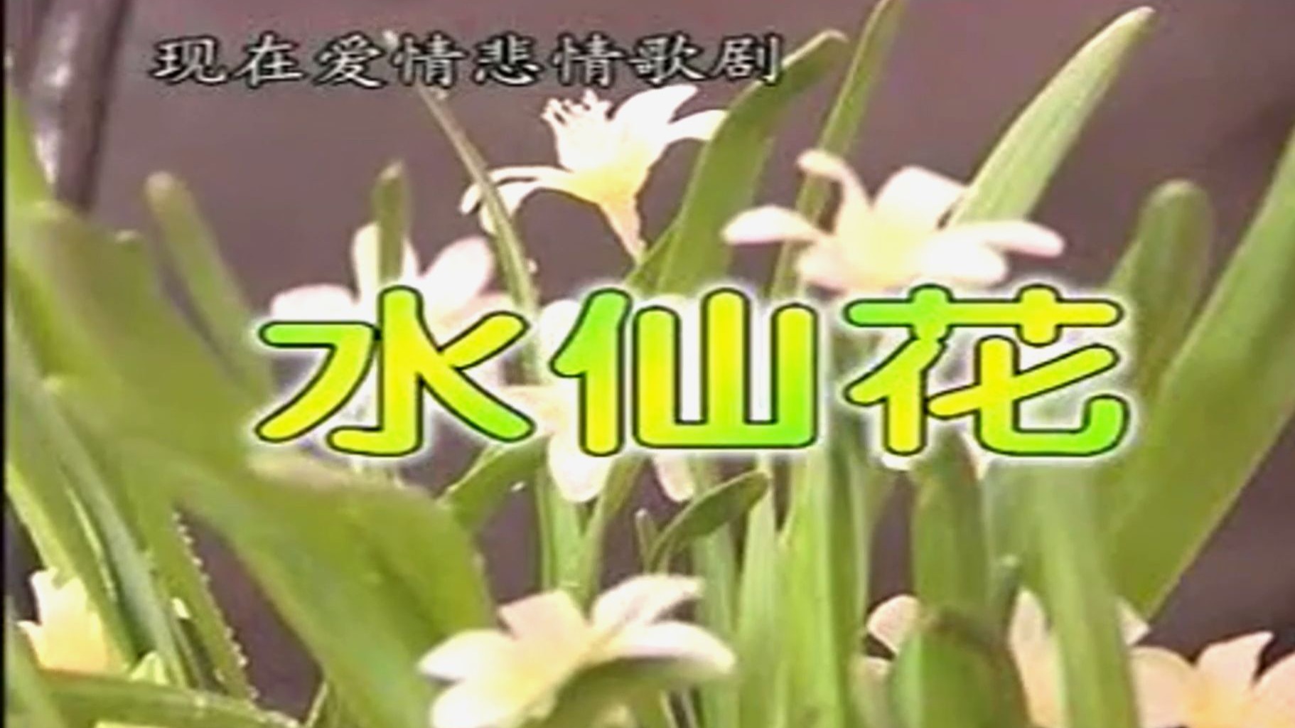 爱情悲情歌剧《水仙花》十续集、完整版