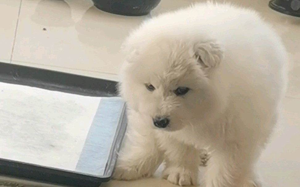 3个月的"北极熊"拉粑粑!