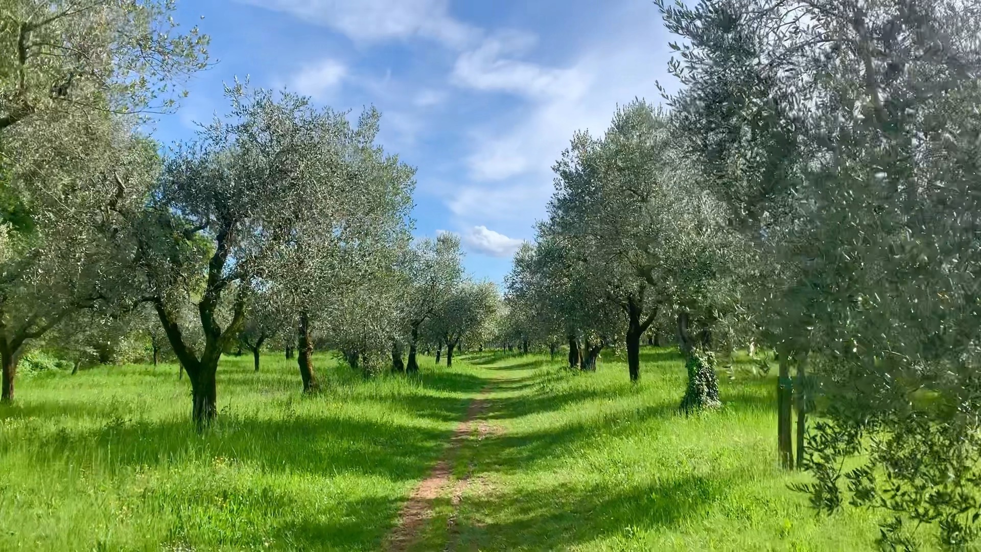 为了远方的橄榄树