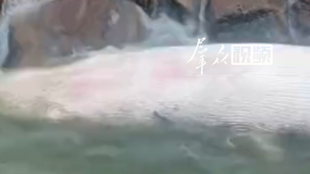 浙江舟山海边出现鲸鱼尸体引发关注，当地：应为自然死亡，随海浪飘来，已派人去查看。