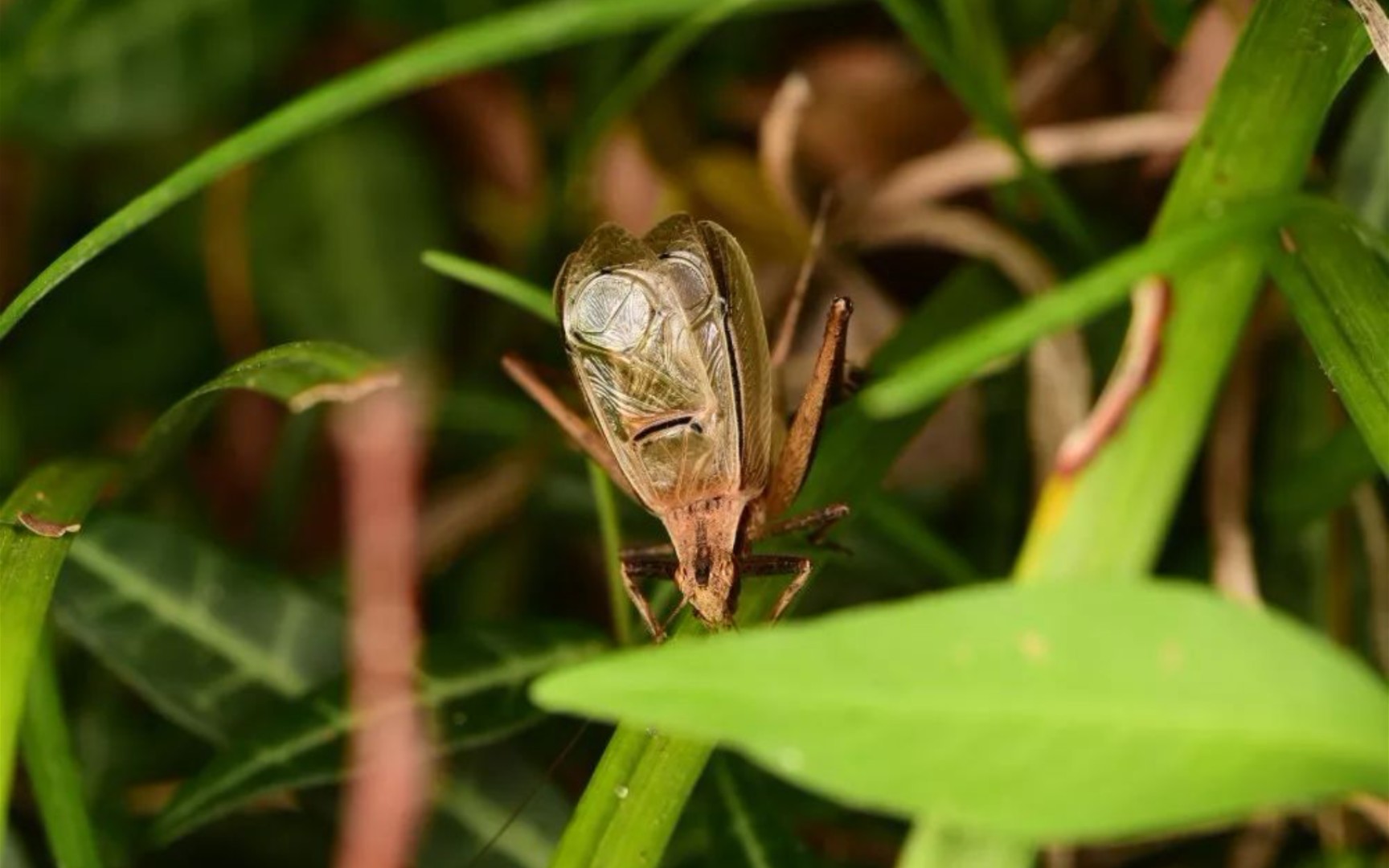 云斑金蟋叫声 2021.09.14