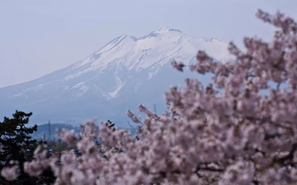 【历史/反常识/猎奇】你以为樱花是日本国花,其实在日本是死亡之花!受大唐盛世影响,菊花才是岛国国花本尊哔哩哔哩bilibili