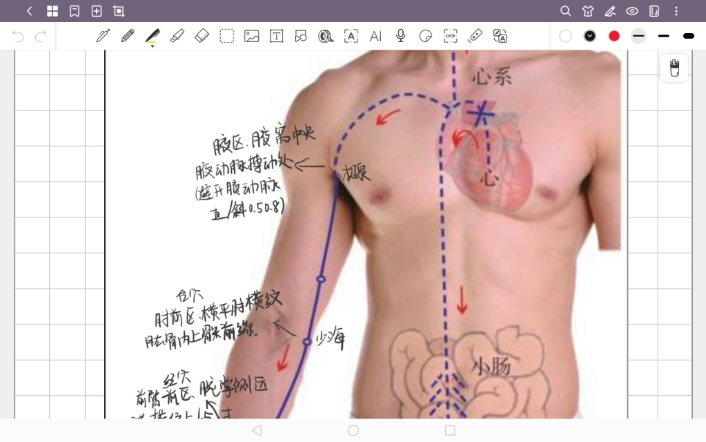 针灸学:手少阴心经哔哩哔哩bilibili