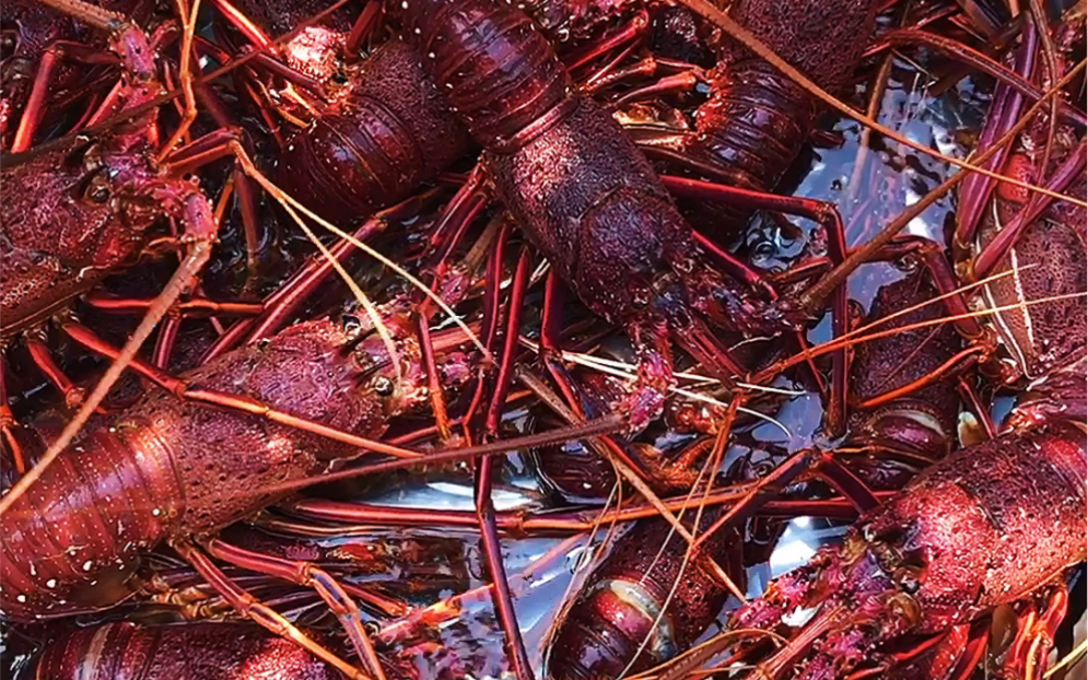 凭实力吃破产之西澳红龙