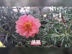 Download Video: 一天的阴雨之后，太阳花迎来爆发时刻....其实，我还是觉得它开花开的太勤太累了