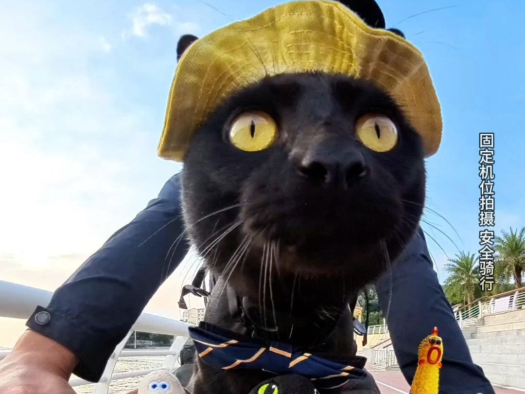 领结好像有点大了 #黑猫 #我和我的猫 #评论区看看你们的猫 #小猫咪怼