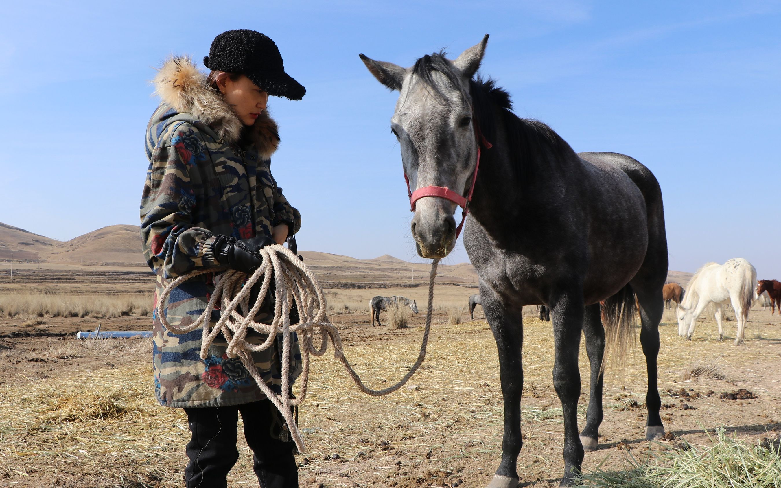 专家把外国马观察3天吃饭时才知中外驯马差异