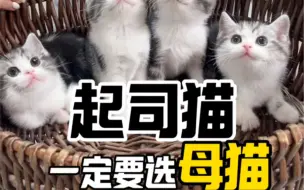 Download Video: 起司猫一定要选母猫