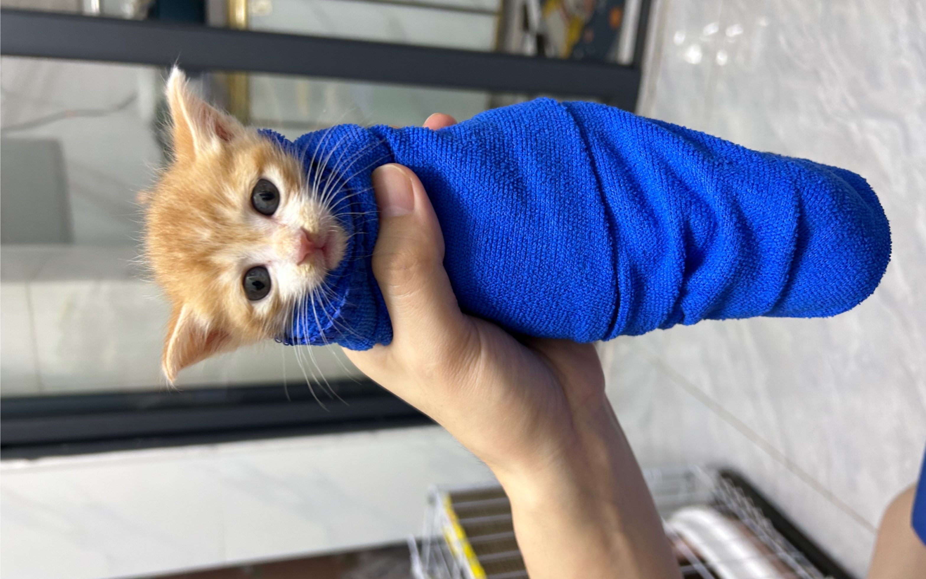 猫卷制作中,加辣吗加肉吗