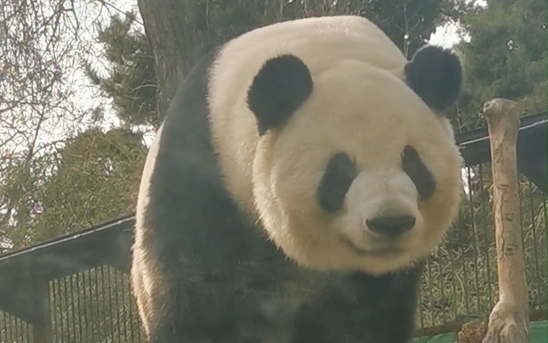 【大熊猫萌兰】啊啊啊啊!萌兰跟我互动啦,票价太值啦!追星西直门三太子么仔实况记录哔哩哔哩bilibili