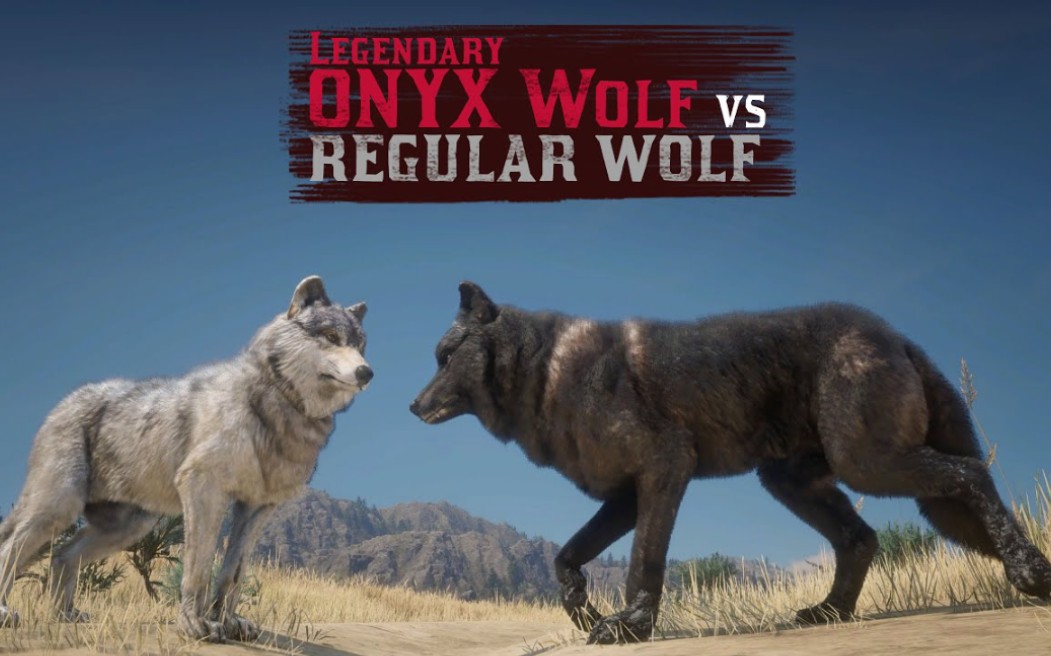 荒野大镖客2动物大战传说狼vs普通狼