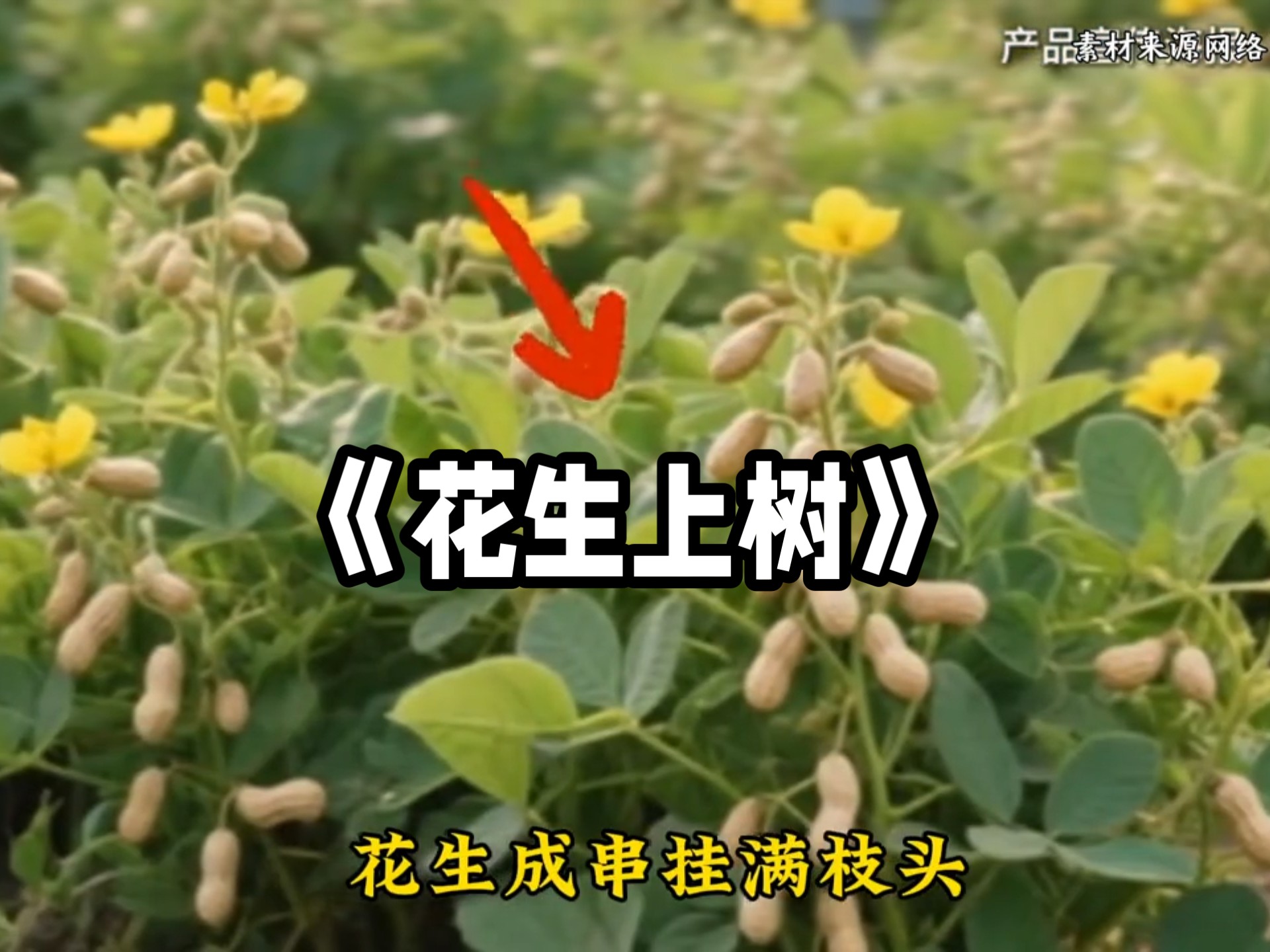 良品铺子的花生居然长在了树上?