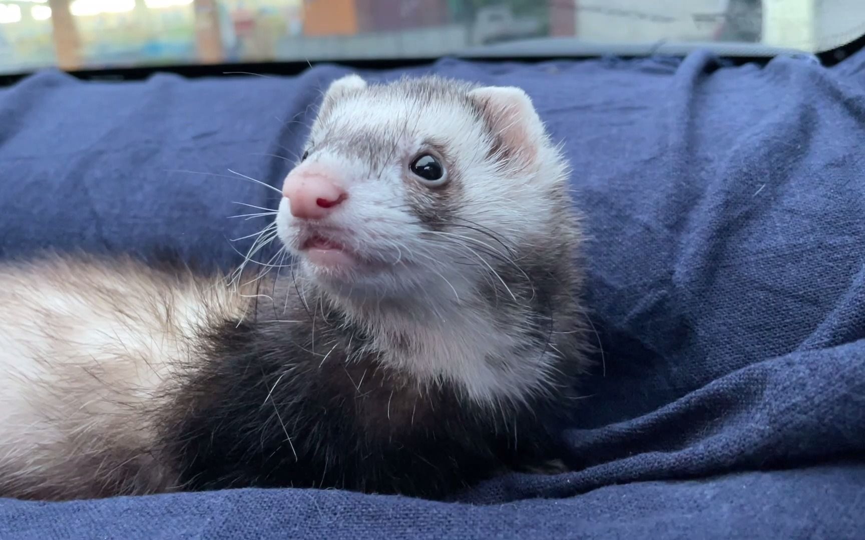 雪貂:看我睡得这么香,你羡慕吗?