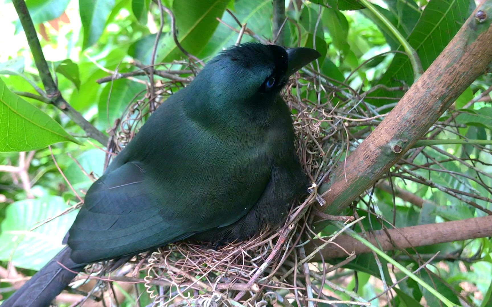要下雨了,鸟妈妈赶快回家,用身体为雏鸟挡雨