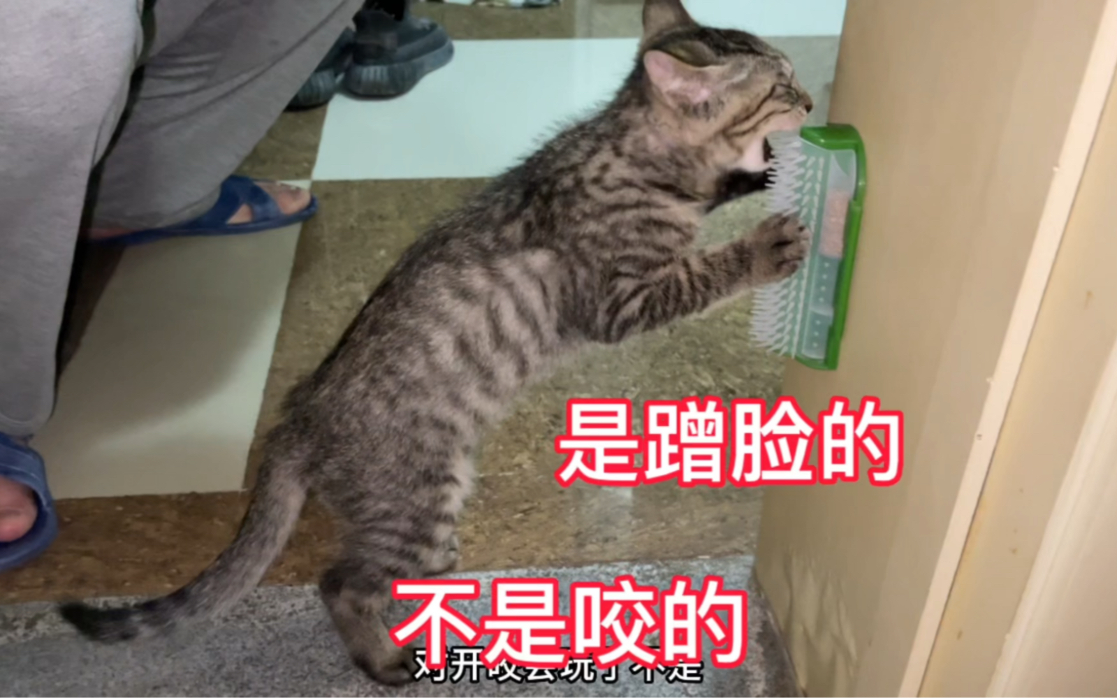 妈妈刷碗小奶猫老捣乱喊来爸爸管管,爸爸又给关小猫窝戴脑袋上了!哔哩哔哩bilibili