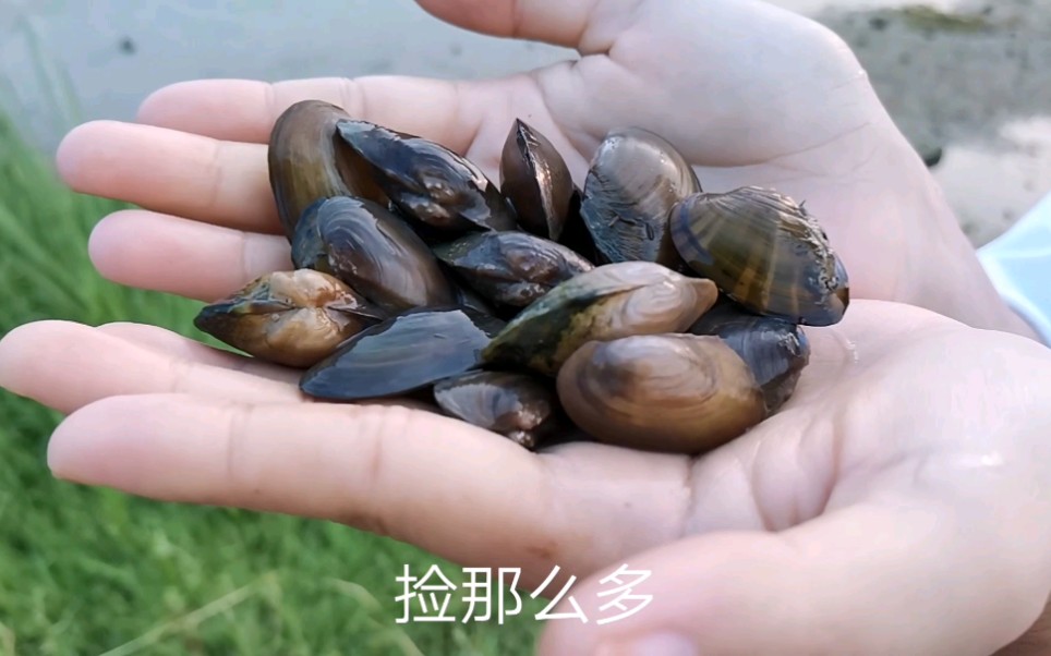 别人赶海我'赶河'这样的贝壳能吃吗?哔哩哔哩bilibili