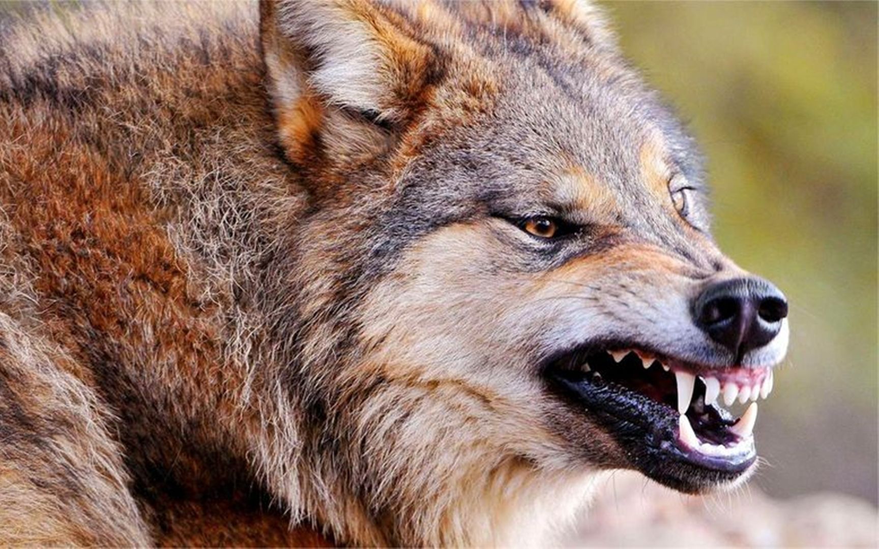 狼的图片凶狠霸气凶猛图片