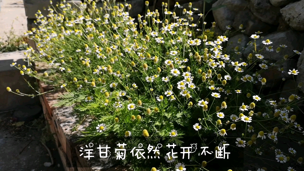 【北方花园ⷦŠ“住五月的尾巴】花园中植物茁壮成长(新到的巧克力秋英和1块9的风车茉莉开箱后如何操作)哔哩哔哩bilibili