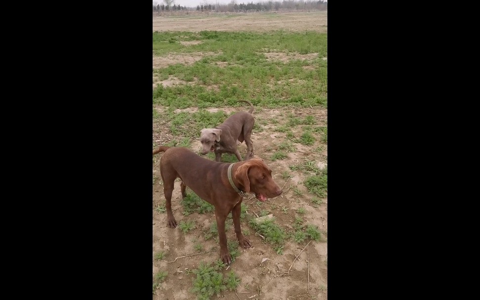 春天里带维兹拉犬哈士奇和魏玛犬一起来踏青