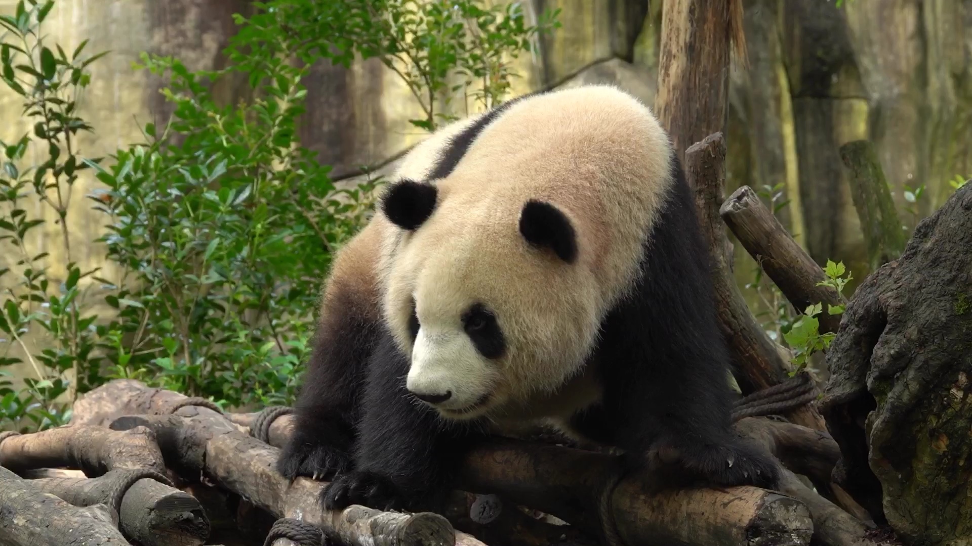 大熊猫星光恰恰舞走起