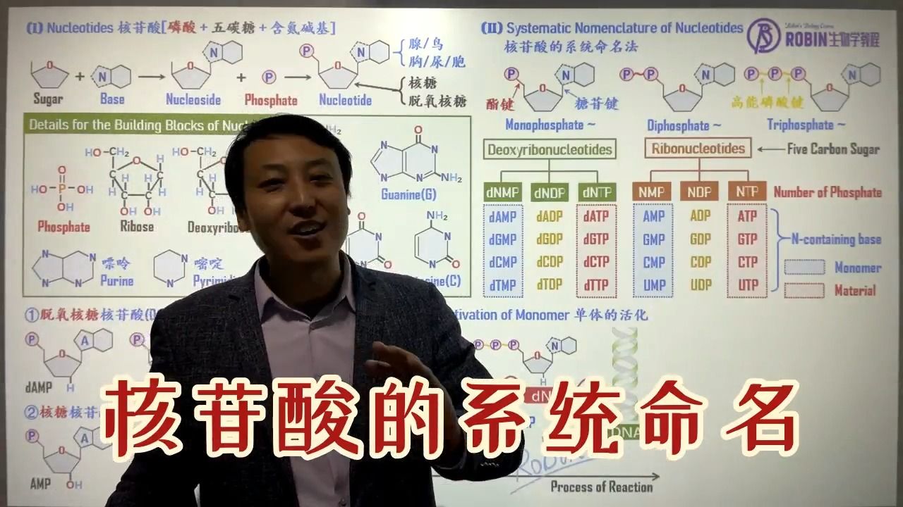 010核苷酸的系统命名:①五碳糖;②含氮碱基;③系统命名;④单体的活化哔哩哔哩bilibili