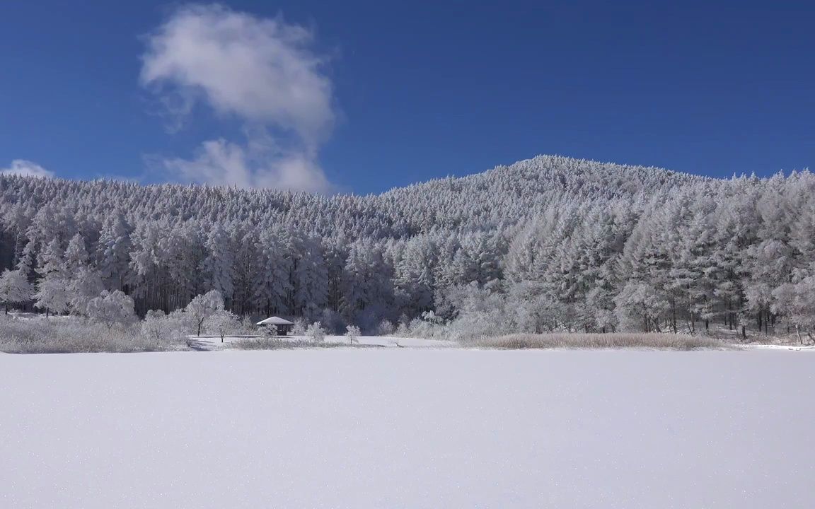 视频素材 ▏d126 2k超高清画质唯美漂亮冬天冬季雪景下雪雪花飘落冰雪