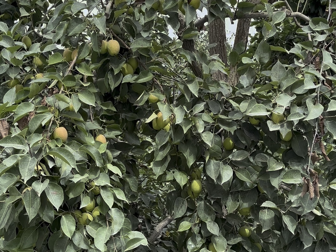 新疆路边全是果园,无篱笆无人看管