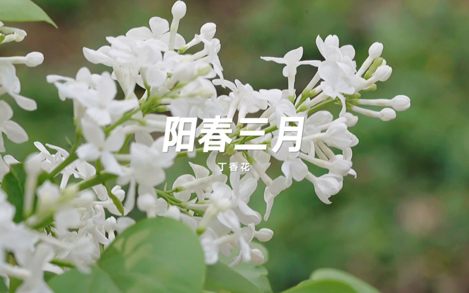 淡淡的幽香是最好的闻的花味.哔哩哔哩bilibili